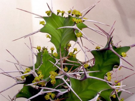 Euphorbia grandicornis Goebel ex N. E. Brown, HIP 26: 2531-2532 + text, 1897